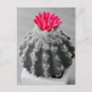Suche nach blume rosa postkarten Kakteen