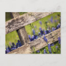 Suche nach texas bluebonnet postkarten Wiese