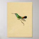 Suche nach grüner kolibri poster Kolibris