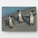 Suche nach pinguine fotoplatten Tierwelt
