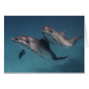 Suche nach delphin foto postkarten Modern