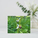 Suche nach grüne orchideen postkarten Blume