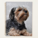Suche nach yorkshire terrier planer Hund