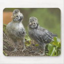 Suche nach weißes huhn mousepads Vögel