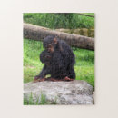 Suche nach schimpanse puzzle Primat