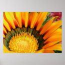 Suche nach gazanie Blume