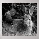 Suche nach niedliches kaninchen poster Fotografie