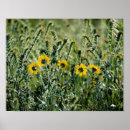 Suche nach gelbe blume poster Fotografie