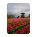 Suche nach tulpen magnete Blume