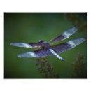 Suche nach lila flügel poster Insekten