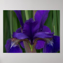 Suche nach lila iris poster Blüte