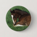 Suche nach warmblood Fohlen