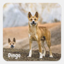 Suche nach dingo Tier