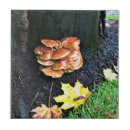 Suche nach pilze fliesen Herbst