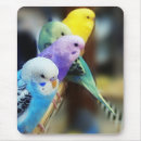 Suche nach parakeet mousepads Vogel