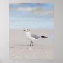 Suche nach seagull poster Vögel