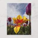 Suche nach up postkarten Pflanze