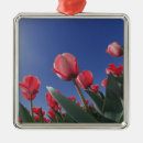Suche nach tulpen ornamente Jahreszeit