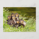 Suche nach entlein postkarten Baby