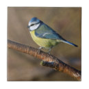 Suche nach bluetit Natur