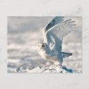 Suche nach schneebedeckte eule postkarten Vogel