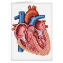 Suche nach menschliche organe Diagramm