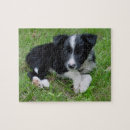 Suche nach border collie puzzle Welpe