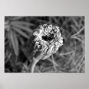 Suche nach ringelblume poster Fotografie
