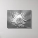 Suche nach clematis kunst Fotografie