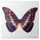Suche nach verbreitet wohnen zuhause Schmetterling