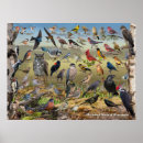 Suche nach vogelplakat poster Kardinal