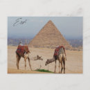Suche nach kamele postkarten Giza