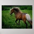 Suche nach die shetlandinseln poster Pferd