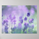 Suche nach lavendel poster Lila