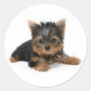 Suche nach niedlicher yorkshire terrier aufkleber Liebhaber