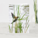 Suche nach amsel karten Natur