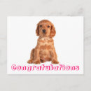 Suche nach cocker spaniel welpe Für sie