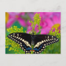 Suche nach papilio postkarten Gelb