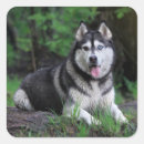 Suche nach sibirischer husky aufkleber Huskraut