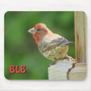 Suche nach singvögel mousepads Naturfotografie