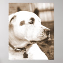 Suche nach zucht poster Hund