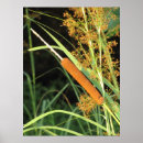 Suche nach cattails Pflanze