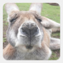 Suche nach känguru aufkleber Australie