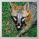 Suche nach grauer fuchs poster Wild lebende tiere