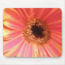 Suche nach orange gerbera elektronik zubehör Griechen