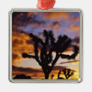 Suche nach joshua tree ornamente Niemand