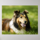 Suche nach die shetlandinseln poster Tier