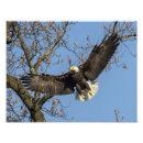 Suche nach fliegenvogel Adler