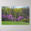 Suche nach cercis Cercis canadensis