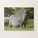 Suche nach pig puzzle Schweine